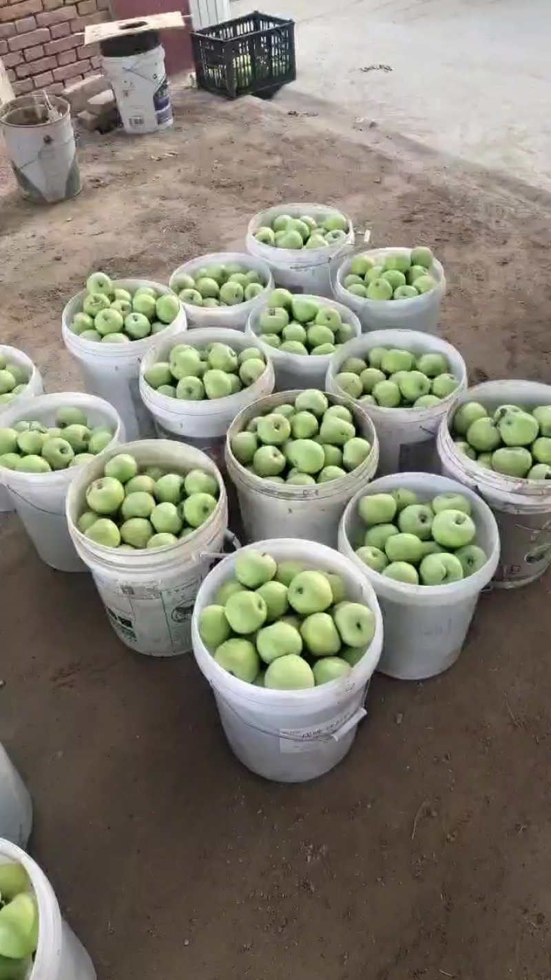 6月翡翠苹果