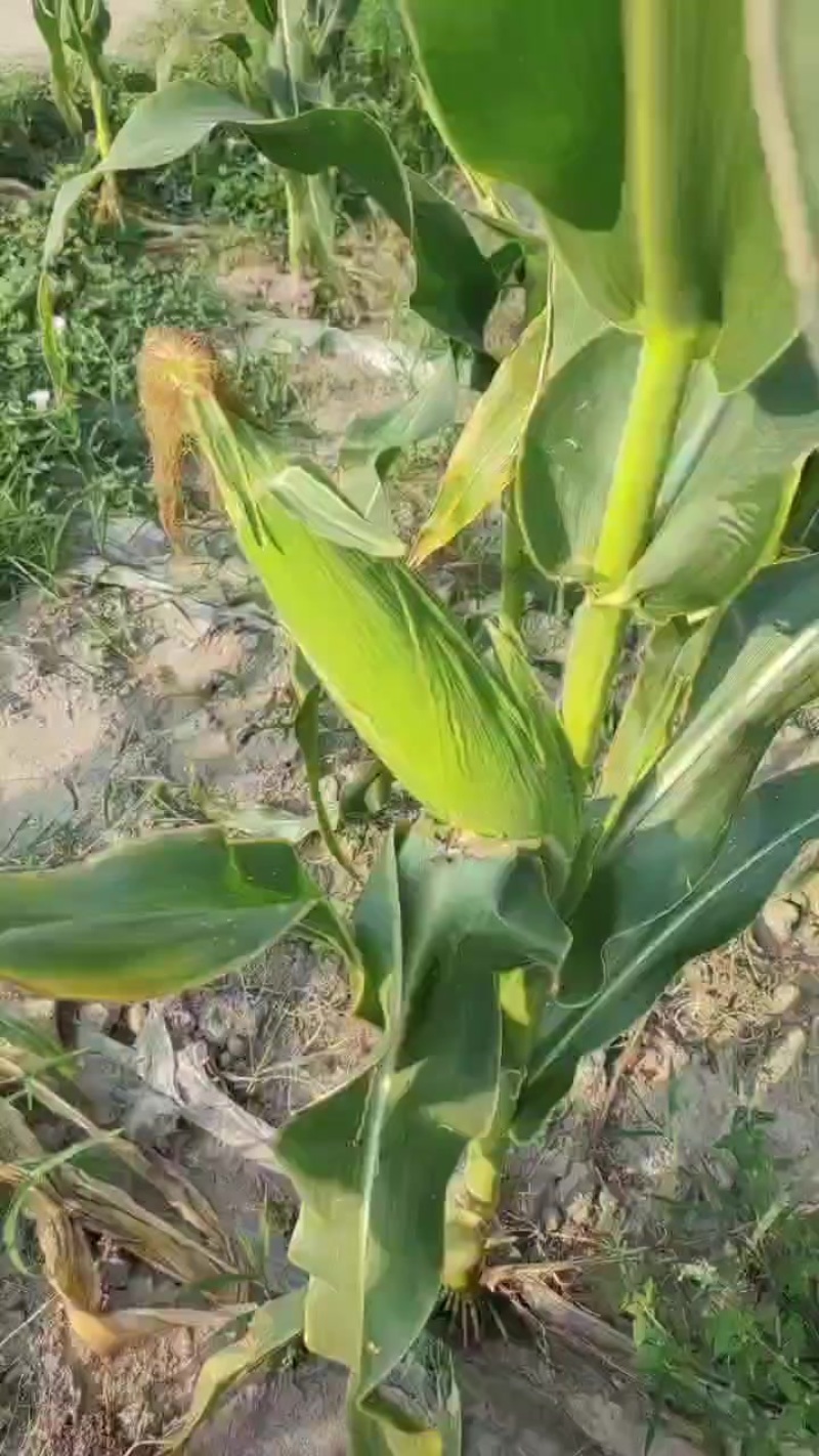 美玉三分甜7糯
