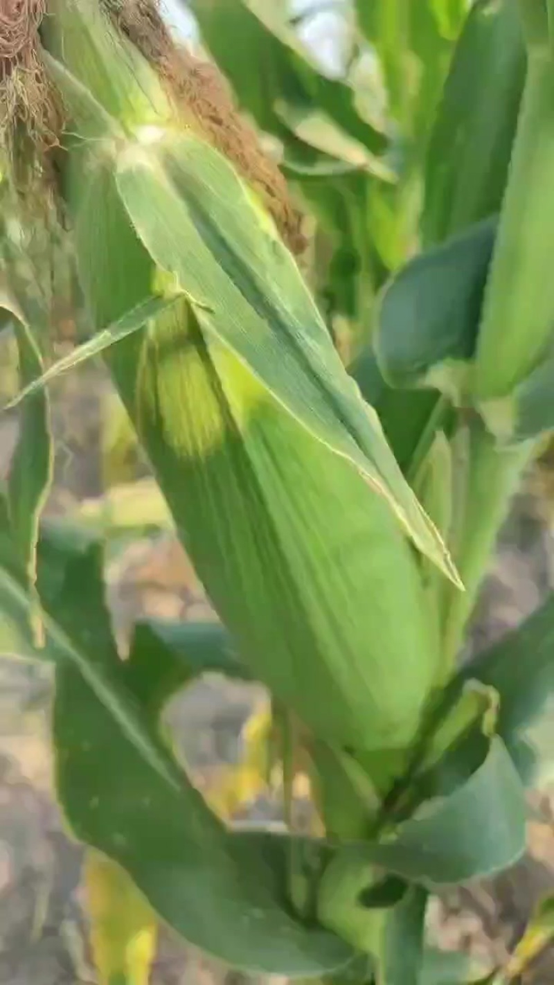 美玉三分甜7糯