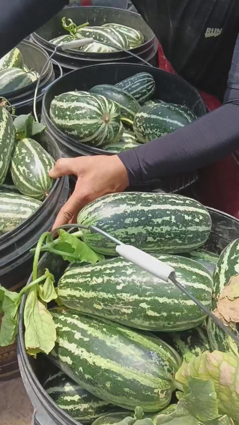 博洋九玻璃脆薄皮脆甜瓜
