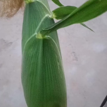 小玉米棒