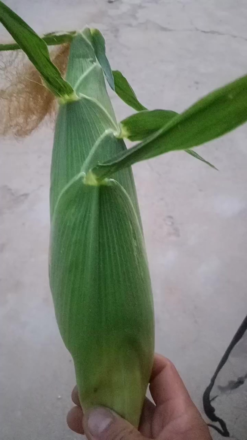 小玉米棒
