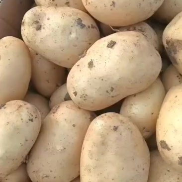 土豆黄皮黄心