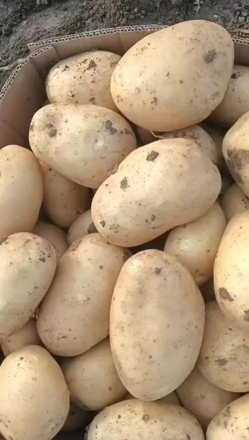 土豆黄皮黄心