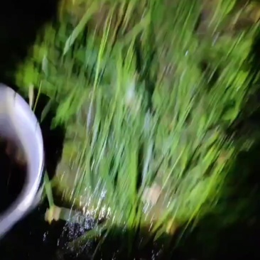 野马刺根，量大
