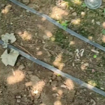 阳光玫瑰