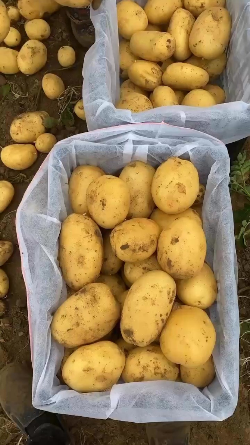 马铃薯土豆