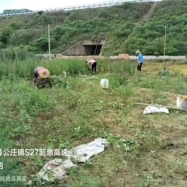 鲜艾草