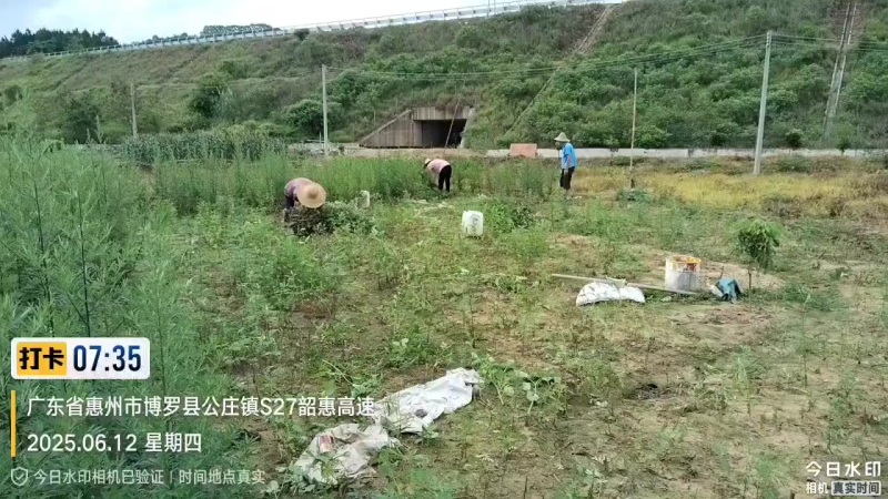 鲜艾草