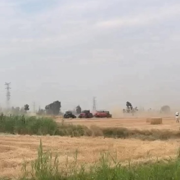 河南商丘小麦秸秆大方包