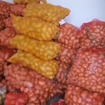 黄心土豆4000斤