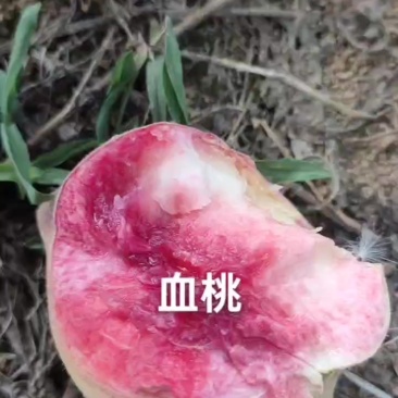 血桃已大量上市，个头大，物美价廉，需要的老板联系我