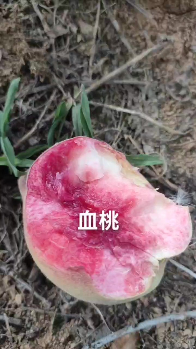 血桃已大量上市，个头大，物美价廉，需要的老板联系我