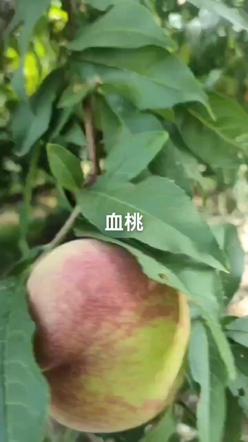 血桃已大量上市，个头大，物美价廉，需要的老板联系我