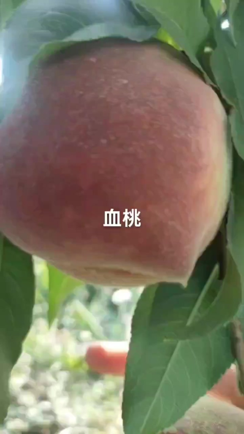 血桃已大量上市，个头大，物美价廉，需要的老板联系我