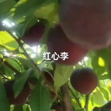 澳洲红大量上市，口感纯甜无酸味，物美价廉，需要的老板联系