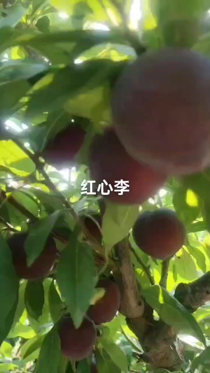 澳洲红大量上市，口感纯甜无酸味，物美价廉，需要的老板联系