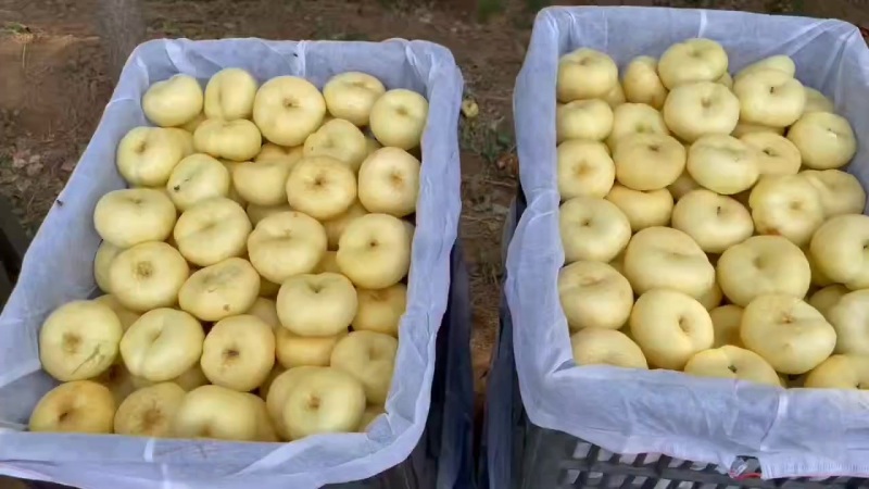 奶油蟠桃