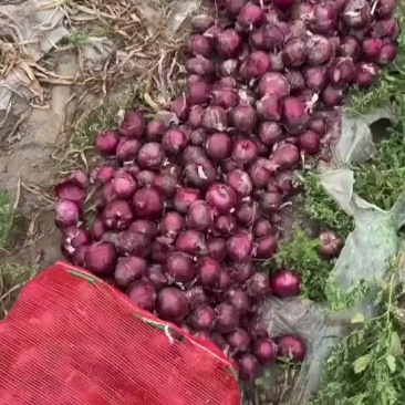 紫皮小洋葱