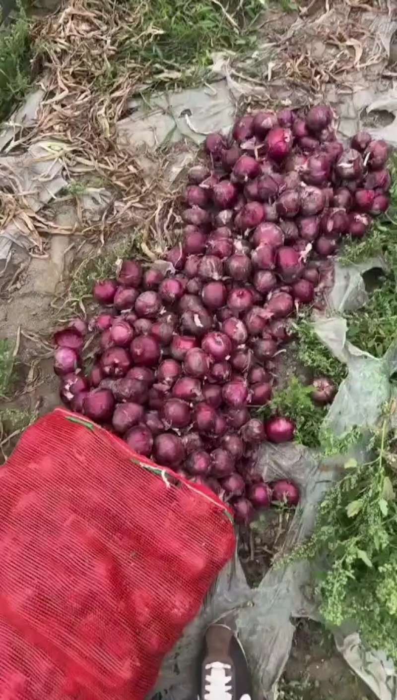 紫皮小洋葱