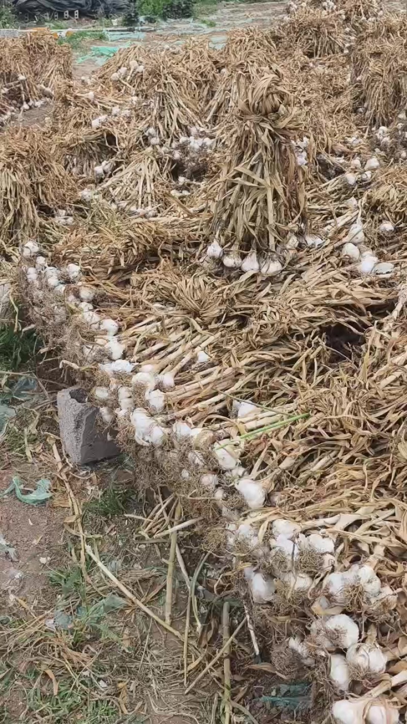山东临沂苍山四六瓣蒜种