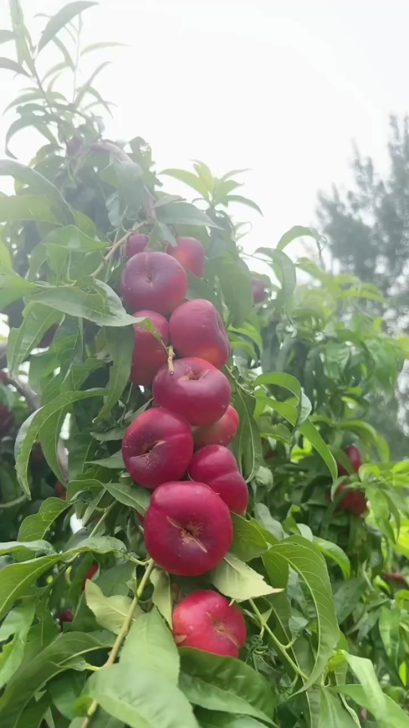 金钱蟠桃