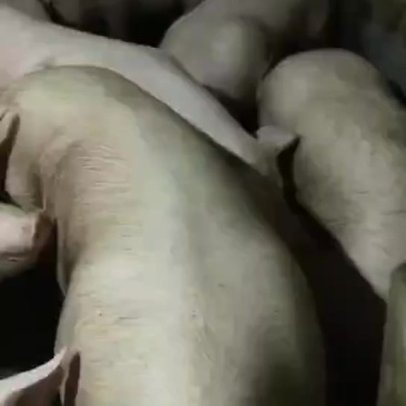 桑叶猪肉