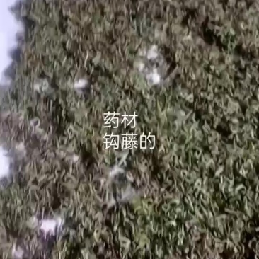 钩藤