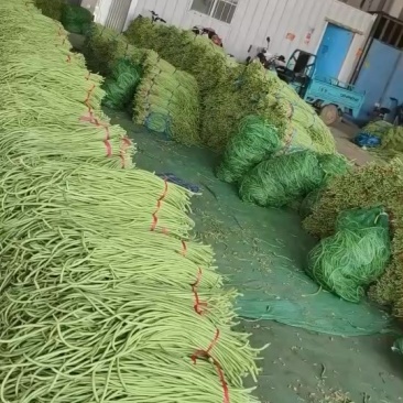 大量供应山东莘县，河北长豆角市场货。腌制厂
