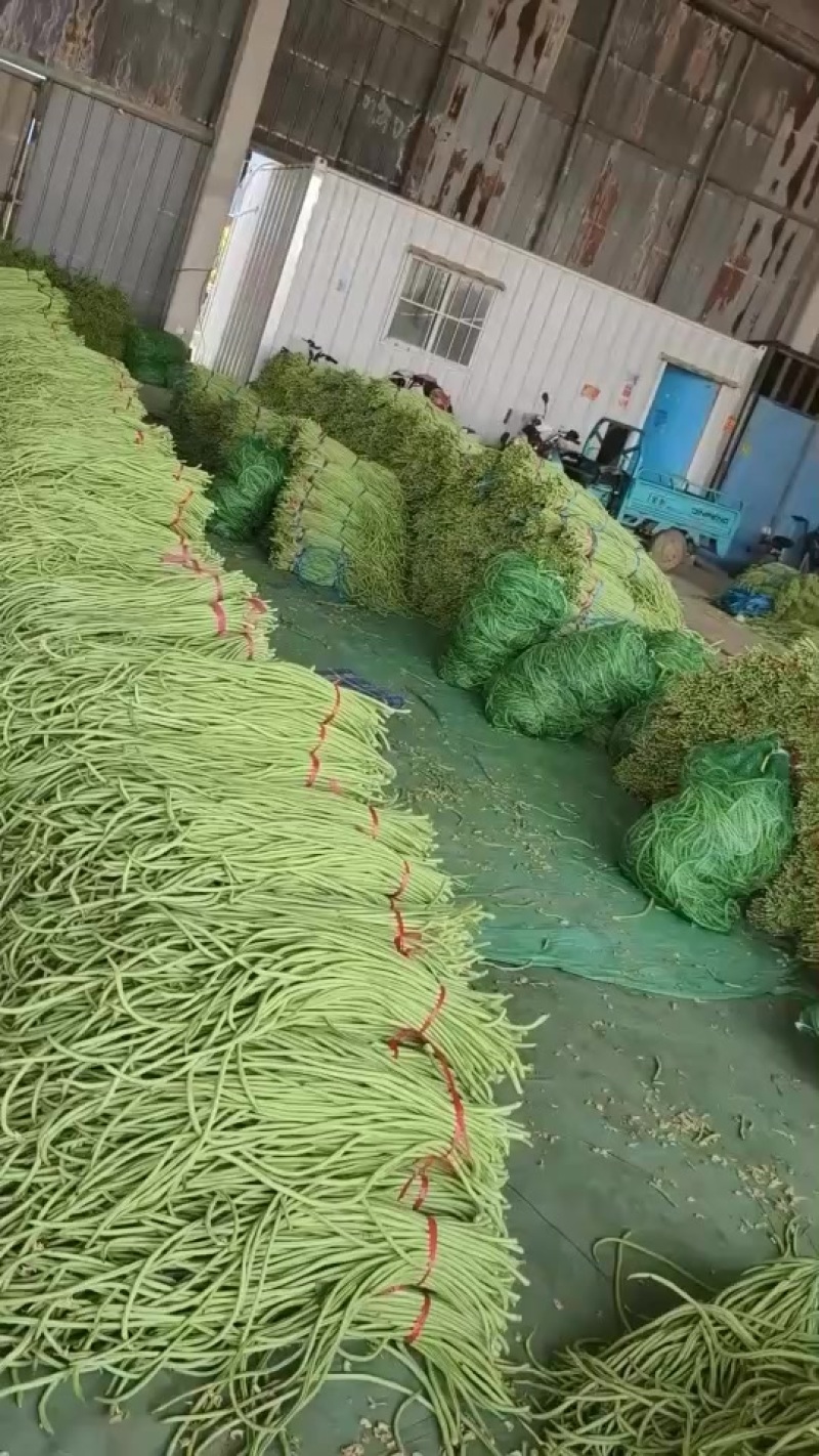大量供应山东莘县，河北长豆角市场货。腌制厂
