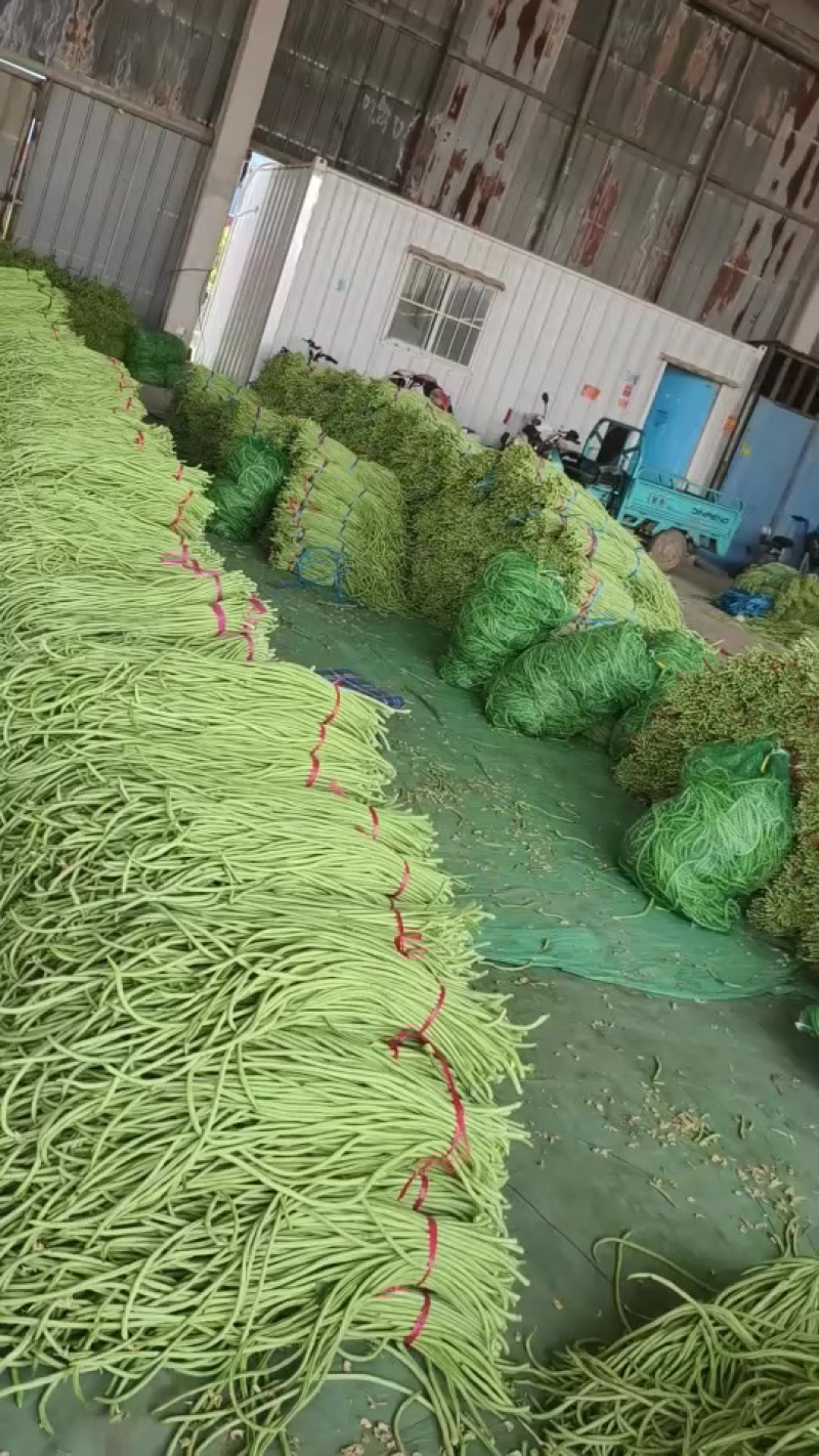 大量供应山东莘县，河北长豆角市场货。腌制厂