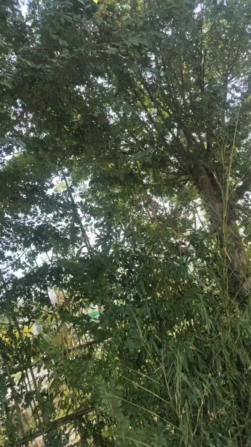 榔榆