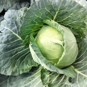 小铁头包菜