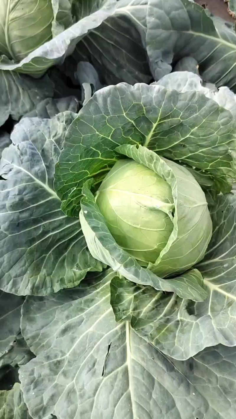 小铁头包菜