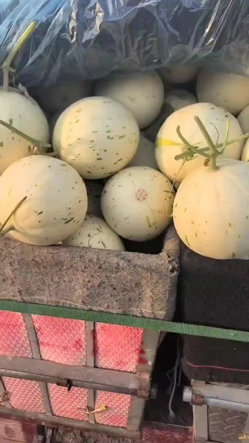 玉姑甜瓜，梦露