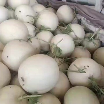 玉姑甜瓜，梦露