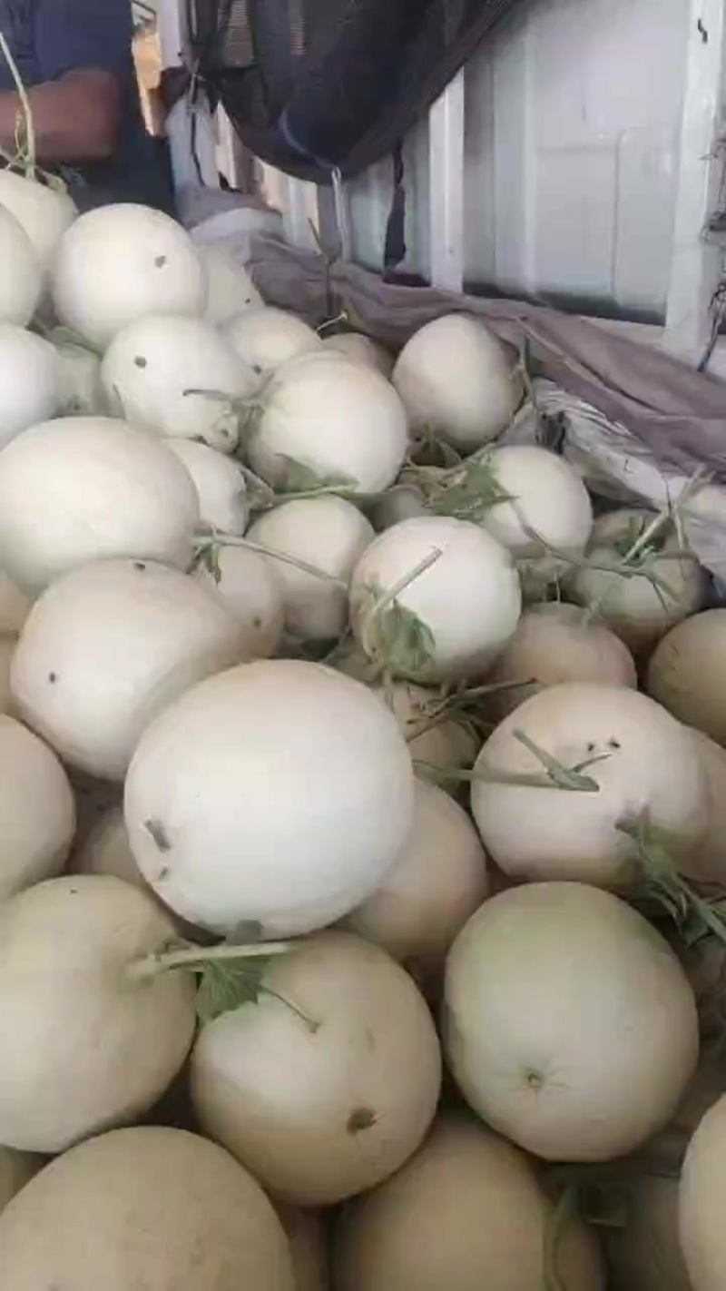 玉姑甜瓜，梦露