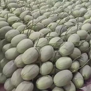 哈密瓜
