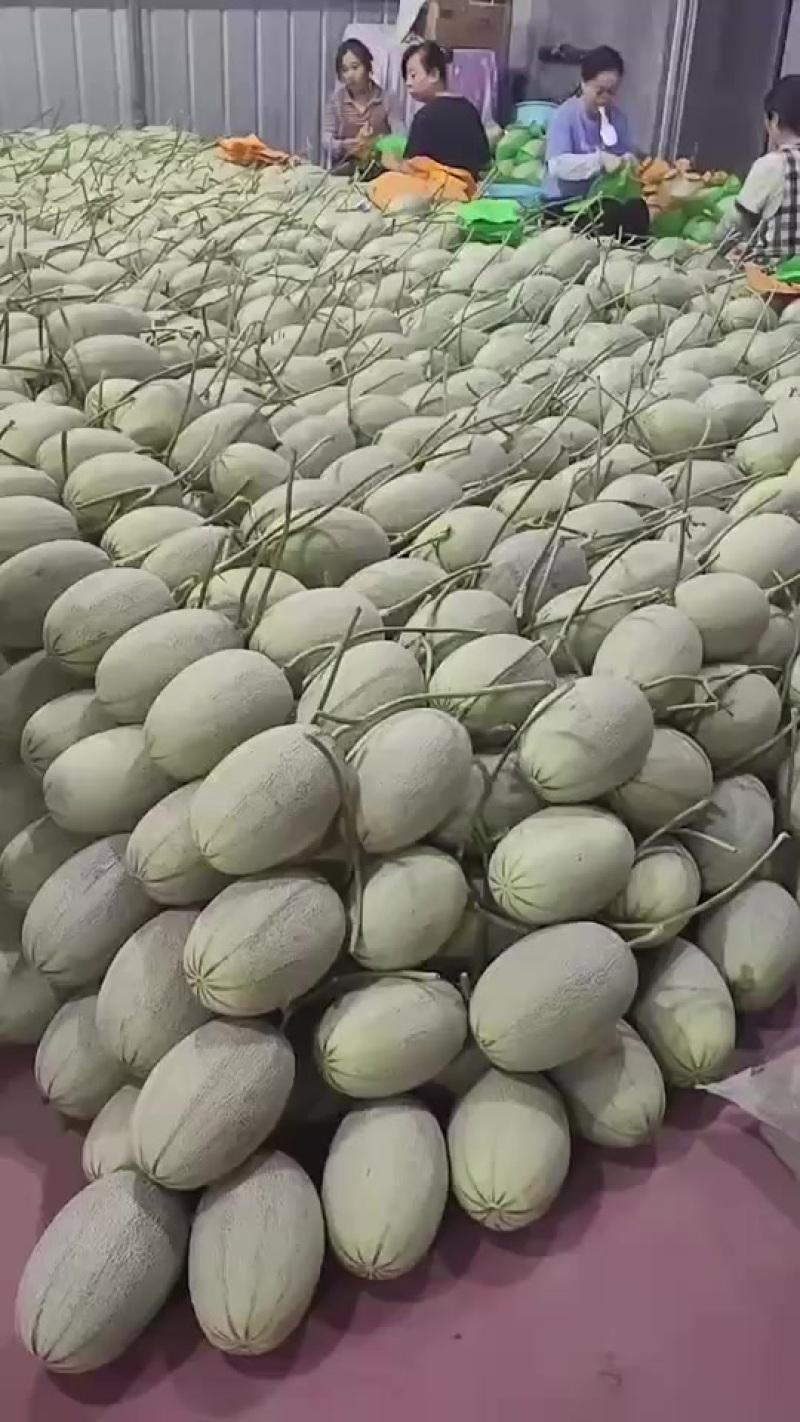 哈密瓜