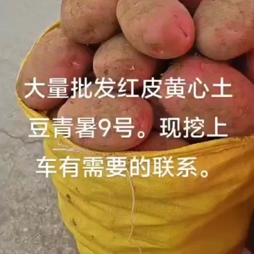 青暑红皮黄心土豆