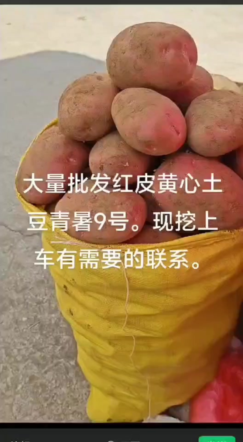 青暑红皮黄心土豆