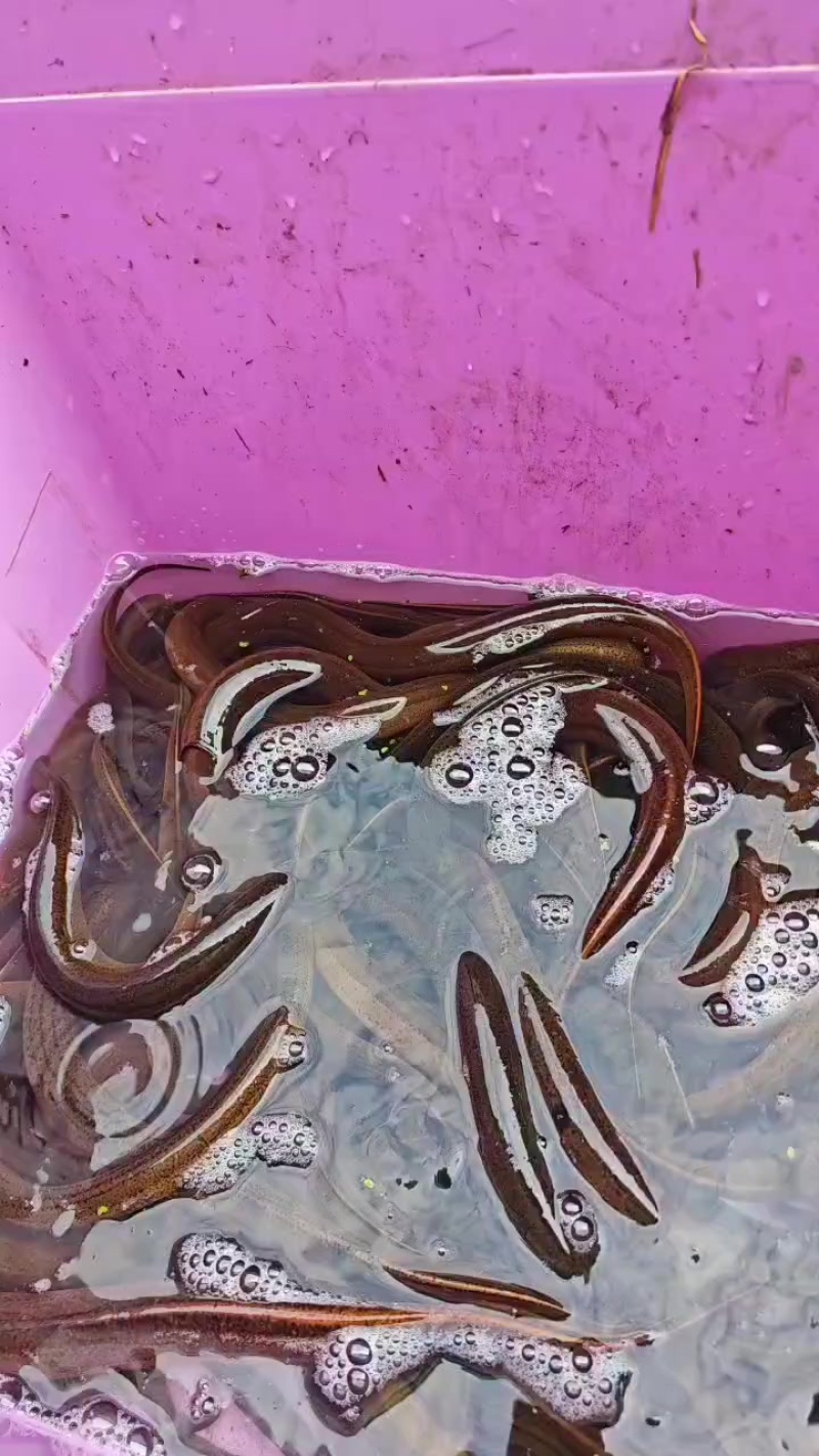 黄鳝