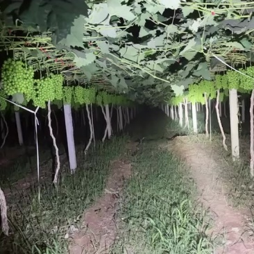 阳光玫瑰