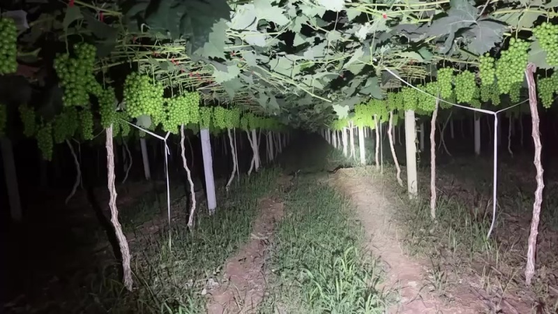 阳光玫瑰