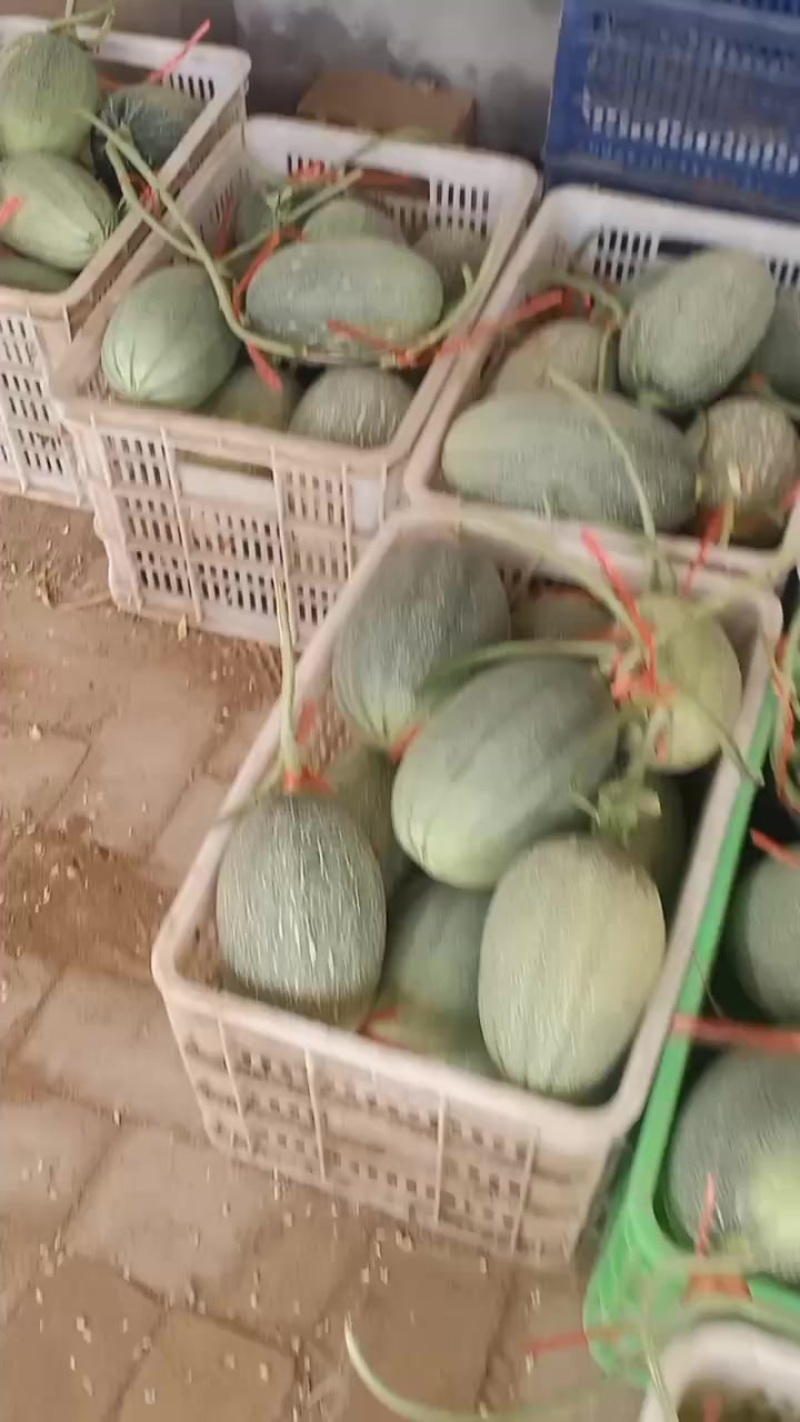 小密25号，4000斤，自产自销，个头2到6斤，没毛病，