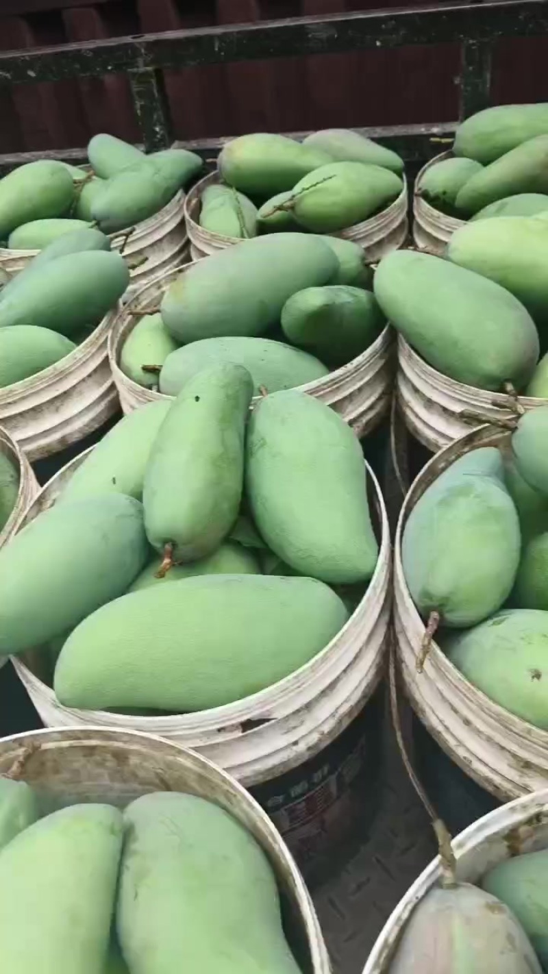 金煌芒果