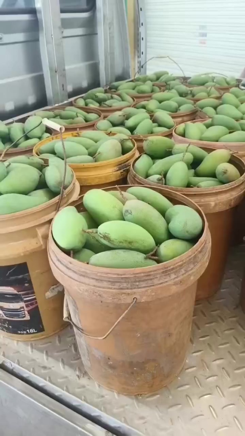 金煌芒果