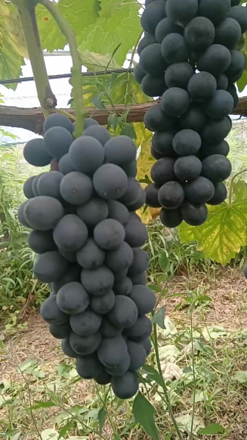 南太湖葡萄