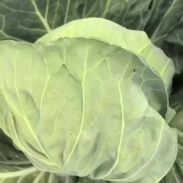 大头菜