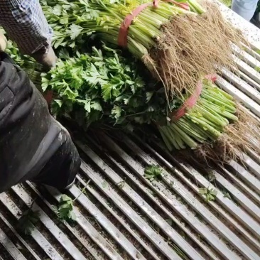 精品香芹